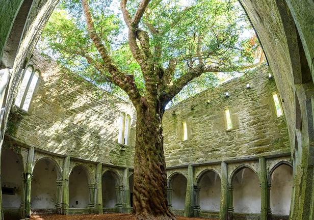 Inside a ruined courtyard with a tree in the middle