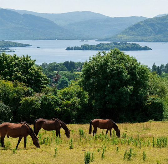 Three horses in the foreground with lake in background
