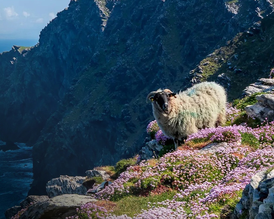 Sheep at the edge of a cliff