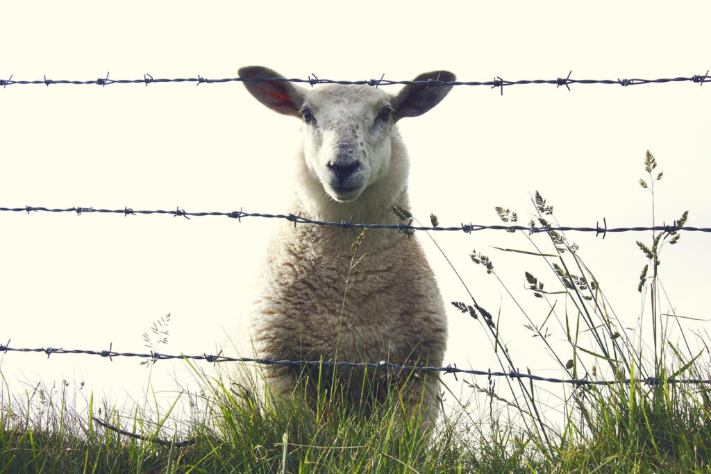 Sheep looking through a barbed-wire fence.