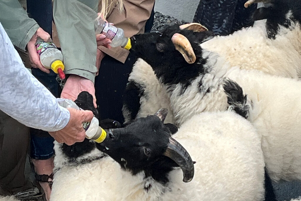 Close-up of goats being fed with bottles