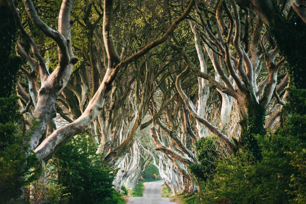 The Dark Hedges - avenue of twisted trees.