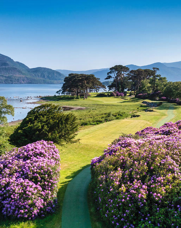 High angle of riverside with large bushes with purple flowers in the foreground